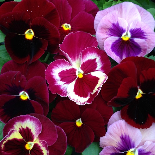 Pansy Seeds 'The Reds' Mixed